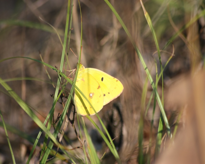 Colias crocea???